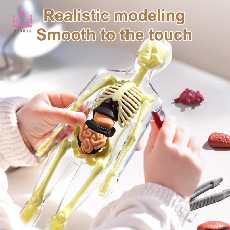 Maxrrh 3D Human Skeleton Organ Anatomy Bộ mô hình khoa học Bộ mô hình giáo dục cơ thể trẻ em Mô hình