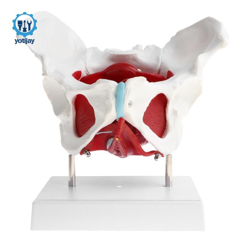 1: 1 Nữ Pelvis Mô Hình Thay Đổi Bộ Xương Người Giải phẫu