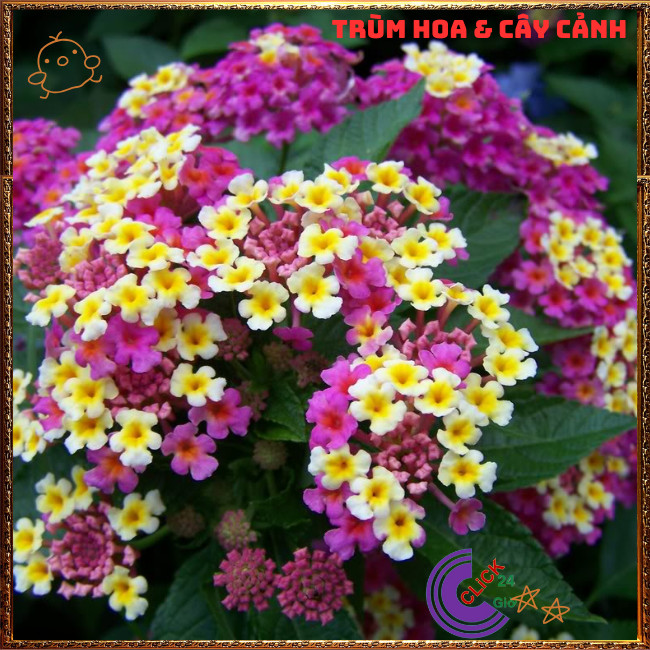 Chậu Hoa Ngũ Sắc TÍM KEM giống LÙN SIÊU HOA trâm ổi thơmKHÔNG GIAO XA️🌭Hoa Mười Giờ Bonsai & Phụ Kiệ