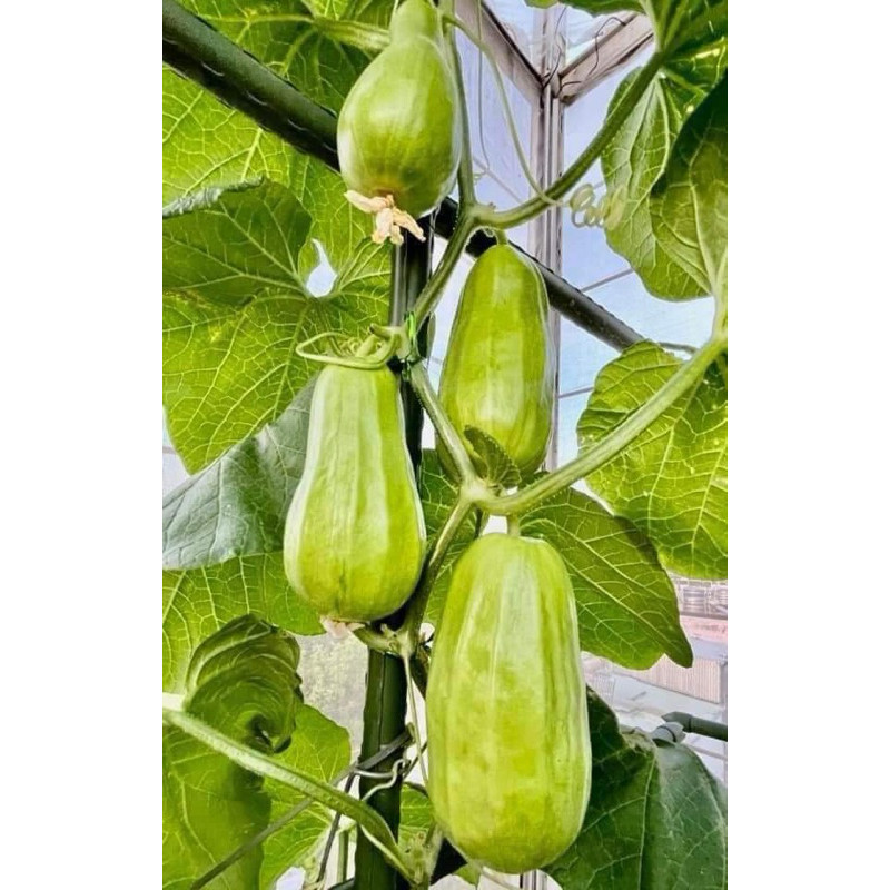 Hạt Giống Dưa Gang Tám Múi (Dưa Gang Nhật) - H2T FARM