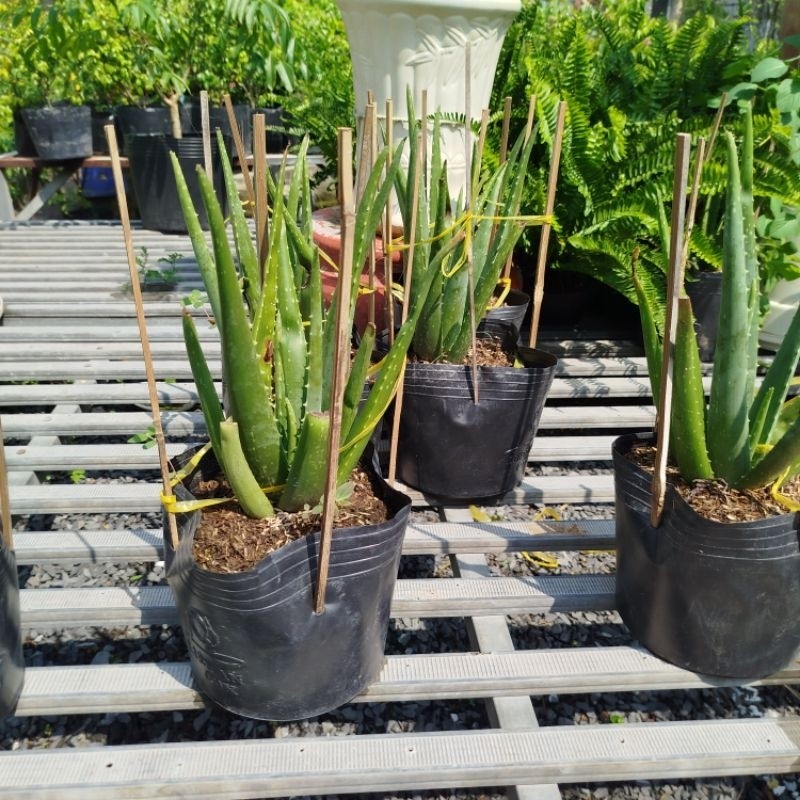 (HỏaTốc) Cây Nha Đam ( cây lô hội ) hàng đẹp