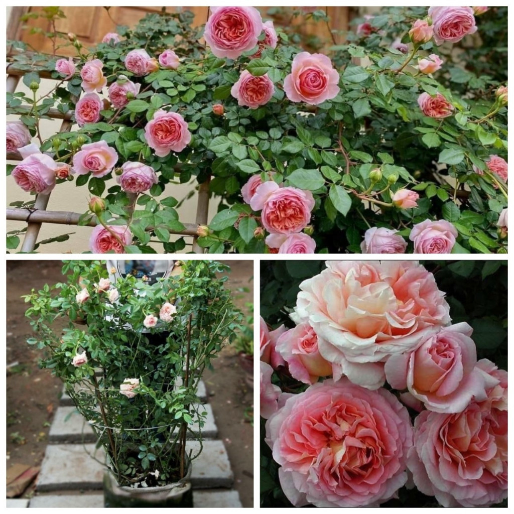 3 Hoa hồng ngoại Abraham Darby- Sắc hồng thuần khiết với hương thơm nồng nàn - Gốc rễ trần