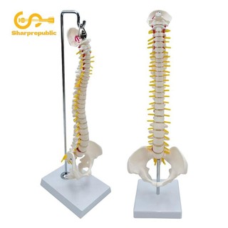 Sharprepublic Cột sống Mô hình cột sống Cột sống 45cm Mô hình bộ xương cho lớp học Hỗ trợ giảng dạy Công cụ giáo dục khoa học