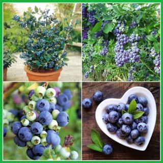 Cây việt quất (Blueberry) lùn tứ quý đang hoa quả, ra hoa, ra trái 4 mùa
