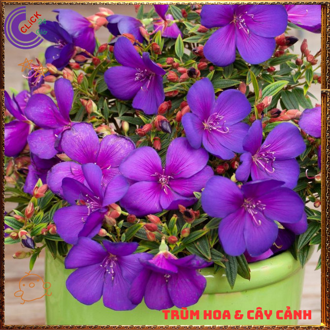 Chậu Hoa SIM thái bông to cây sum đẹp nhiều nhánh đang có nhiều hoa ⏰TRÙM HOA VÀ CÂY CẢNH