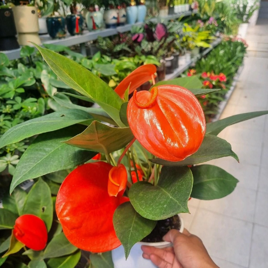 Chậu hoa hồng môn thiên nga - cây giống mới