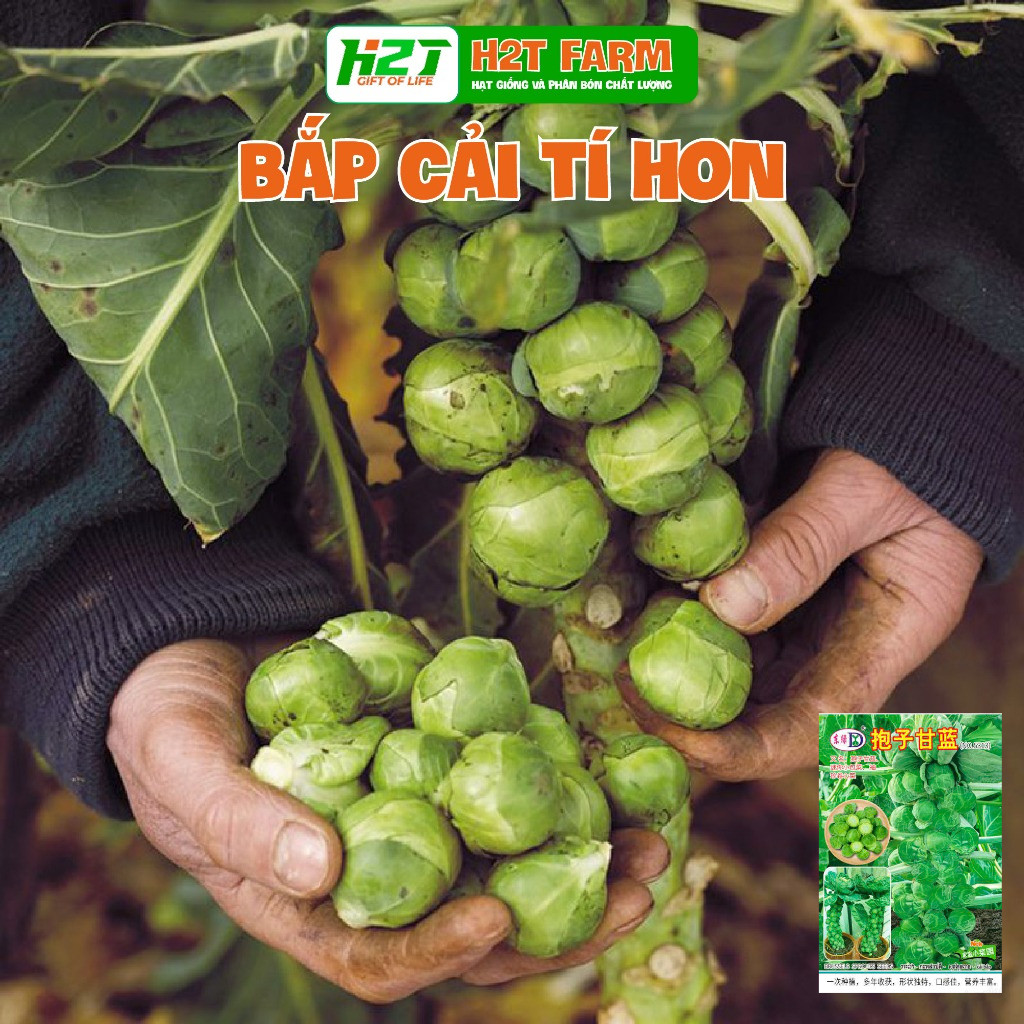 Hạt Giống Cải Bắp Tí Hon - h2t farm