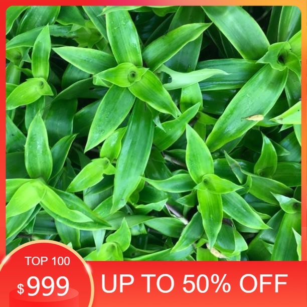 Lá Lược  Vàng  Tươi 01kg