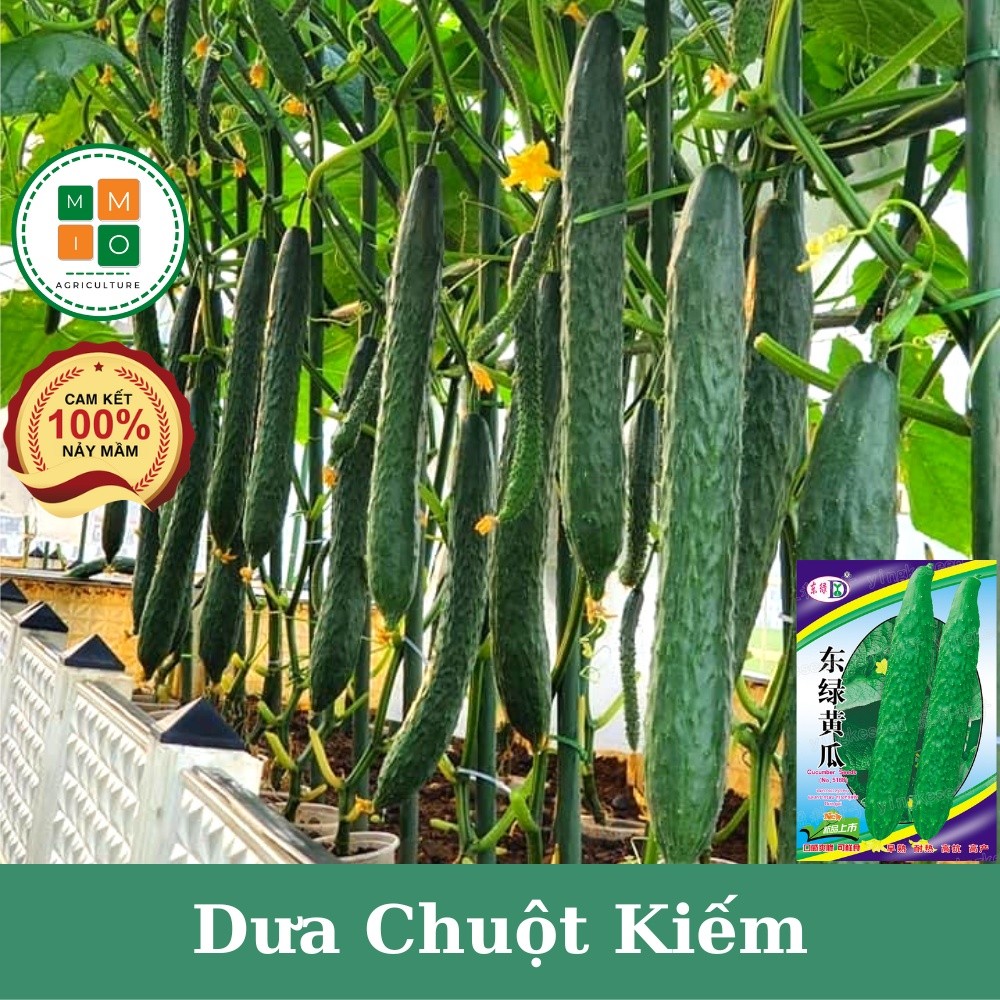 Hạt giống dưa leo kiếm, dưa leo nhật, dưa leo giòn ngọt