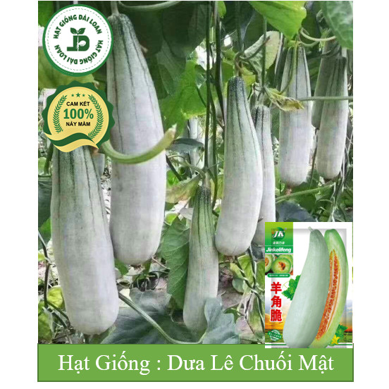 Hạt giống (dưa gang mật) dưa lê chuối mật siêu ngọt Đài Loan - h2t farm