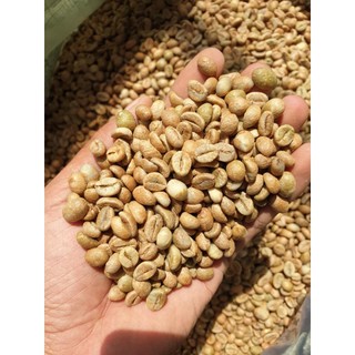 Cà Phê Nhân Sống Chưa Rang D, Robusta & Arabica Đều Đẹp, Chọn Lọc Kỹ - Tỉ Lệ Chín Cao 