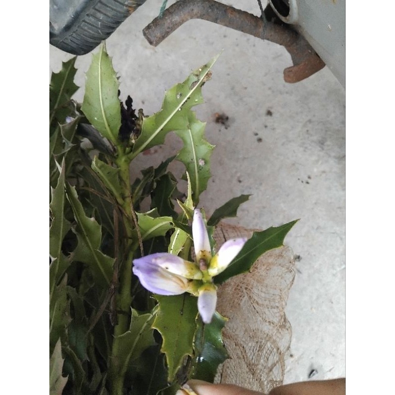 Combo 2kg cây ô rô khô chuẩn