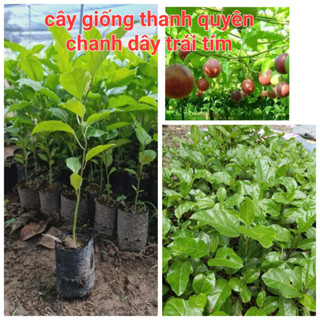 CÂY CHANH DÂY TÍM - CÂY CAO 40CM - 70CM, CHUẨN GIỐNG 100%