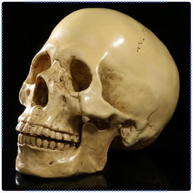 Eigall Design Resin Human Skull 1: 1 Bản sao thực tế Mô hình đầu bộ xương