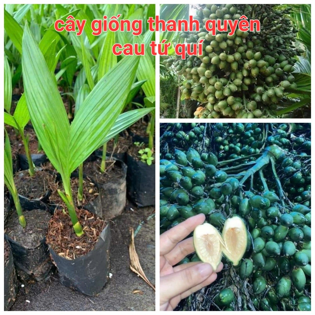 CÂY GIỐNG CAU LÙN,CAU TỨ QUÝ,CAU ĂN TRẦU (cây cao 20cm đến 50cm)