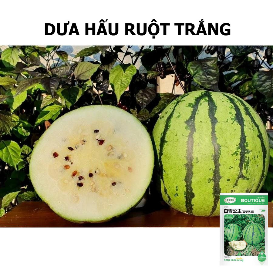 Hạt giống dưa hấu ruột trắng - h2t farm