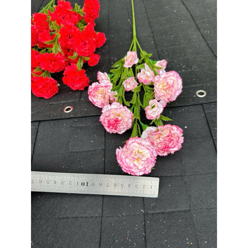 hoa cẩm chướng / hoa phăng