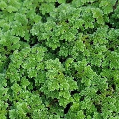 Bèo Hoa Dâu trang trí bể cá cảnh thủy sinh🍀không cần C02 dễ trồng, lọc nước tốt cho bể cá tép thuỷ s