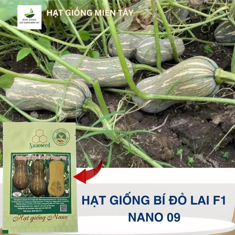 hạt giống Bí Đỏ hạt đậu NANO  10RG