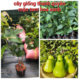  CÂY MẬN TAM HOA XANH ROI XANH CÂY CAO 70CM - 130CM CHUẨN GIỐNG 100% 