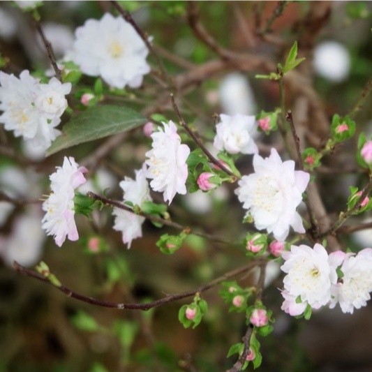 Mai Trắng Hoa Siêu Đẹp (Nhất Chi Mai) Đã Hoa sp1