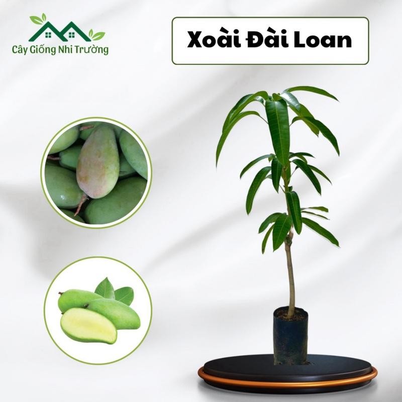 Cây giống Xoài Đài Loan, cây lâu năm.