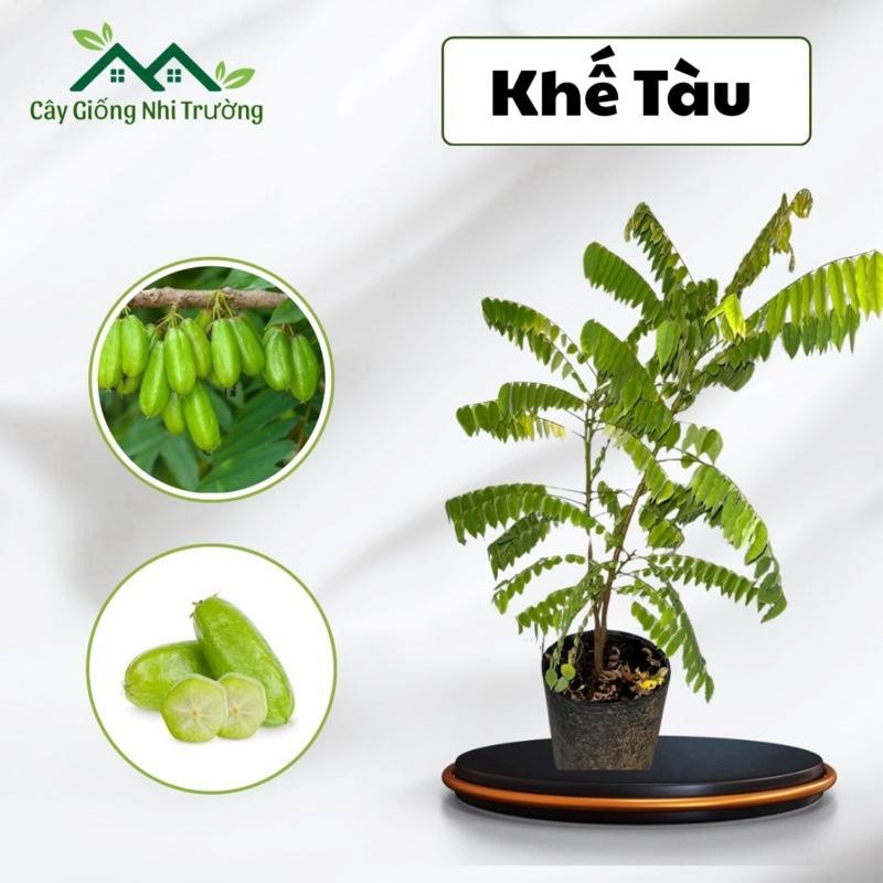 Cây giống Khế Tàu (khế chuột), cây ăn quả, làm kiểng
