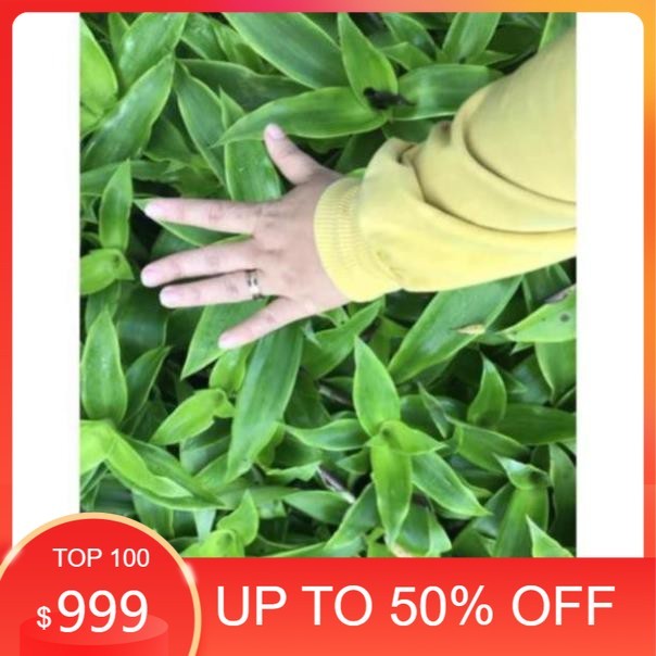 Lá Lược Vàng Tươi 01kg