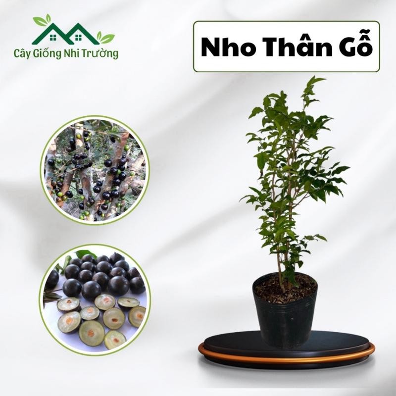 Cây giống nho thân gỗ 12 vụ, cây thân gỗ, cho trái trong thân, cho trái quanh năm