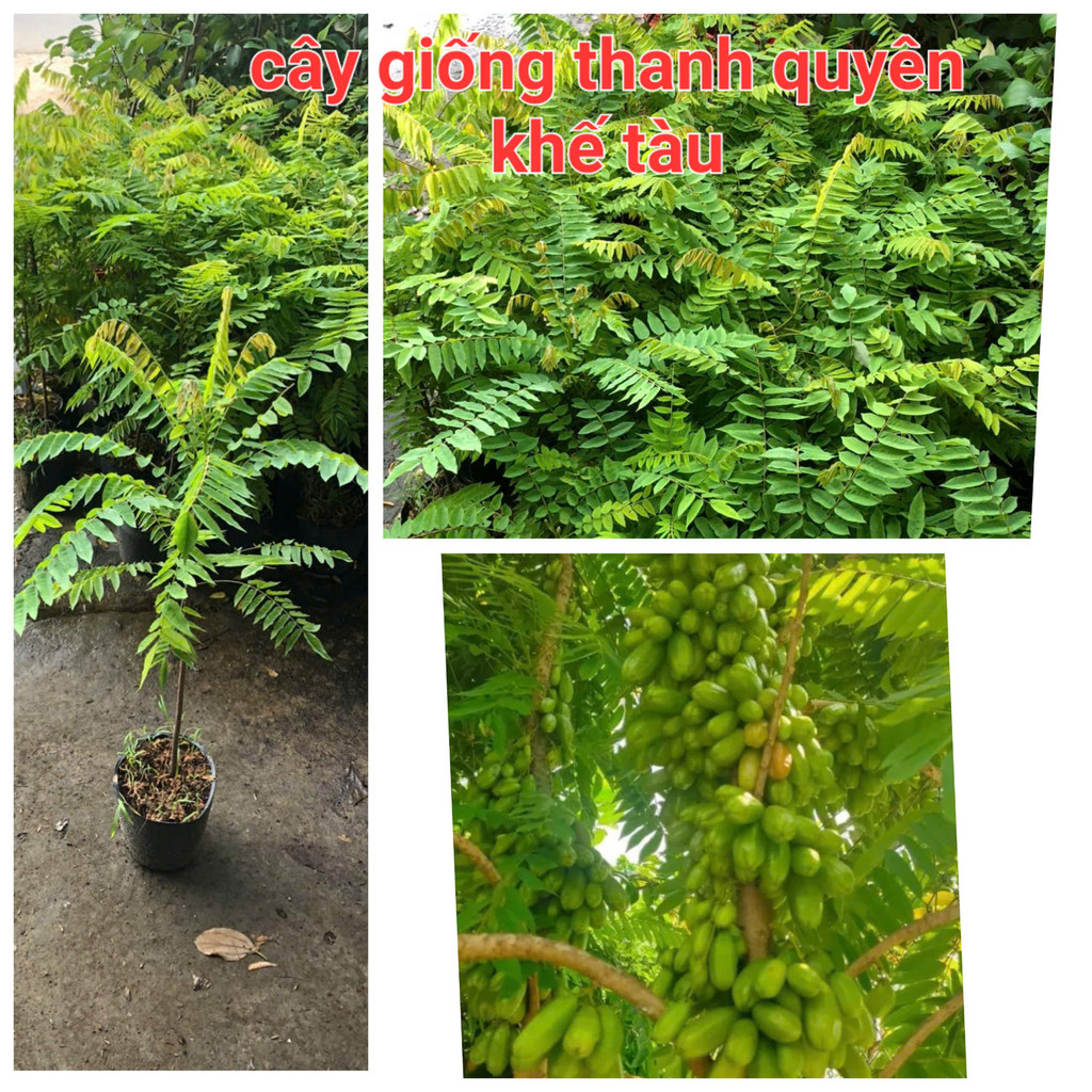 CÂY GIỐNG KHẾ TÀU (KHẾ TÂY), CAO 50-100CM, CHUẨN GIỐNG 100%