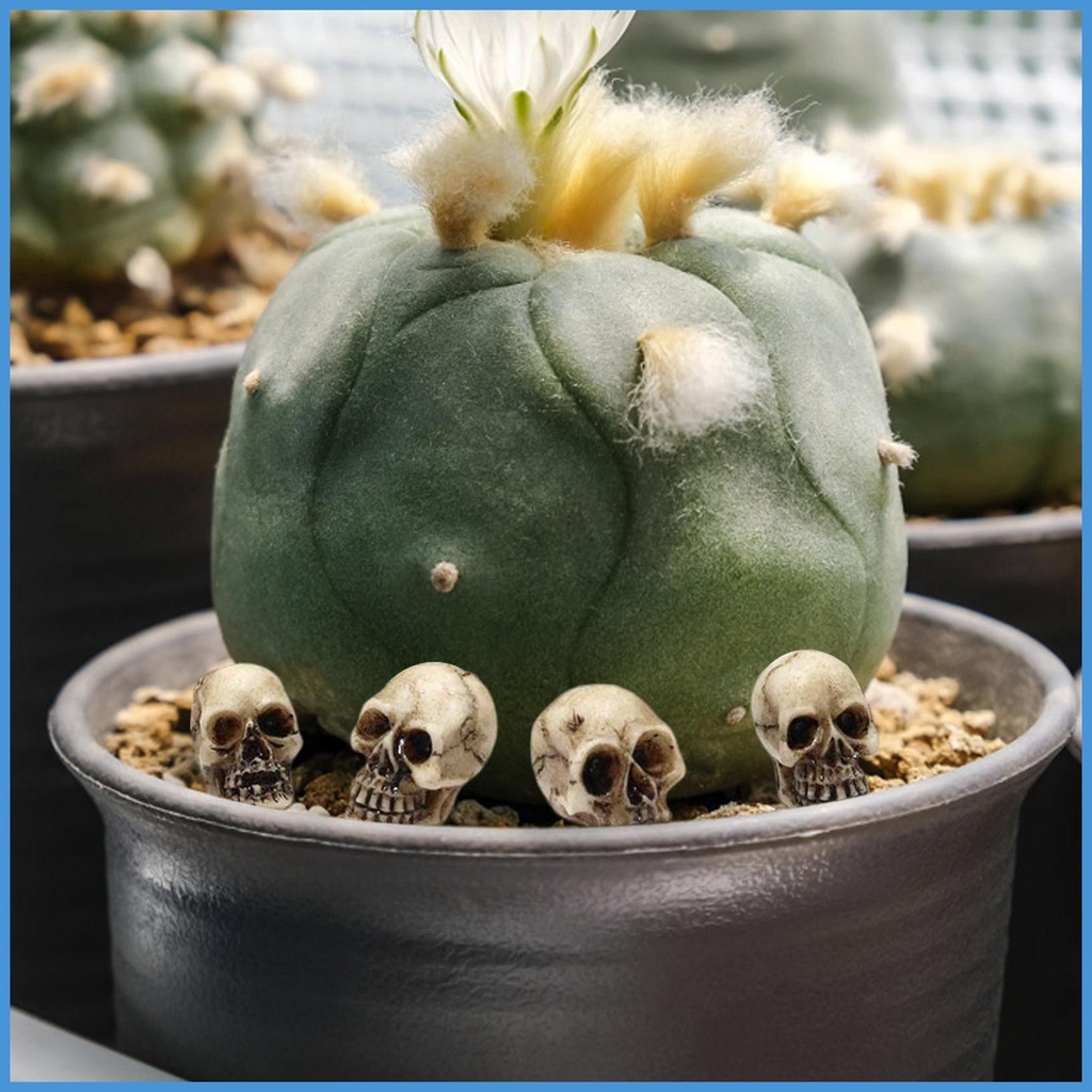 Nature Set 20 Mô Hình Bộ Xương Đầu Lâu mini Giả Dùng Làm Đạo Cụ Chụp Ảnh