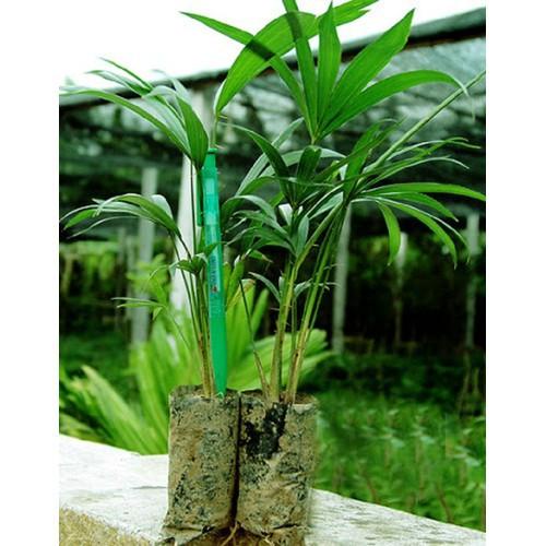 CÂY GIỐNG MÂY THÁI