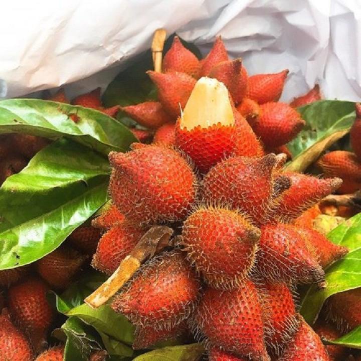 CÂY GIỐNG MÂY THÁI