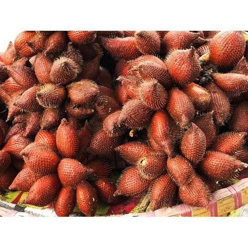 CÂY GIỐNG MÂY THÁI