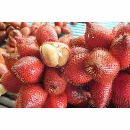 CÂY GIỐNG MÂY THÁI