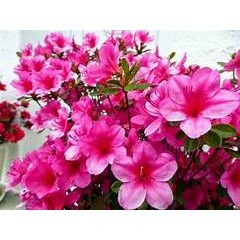 HOA ĐỖ QUYÊN - CÂY GIỐNG BẦU BÁT cao 35-40cm- cây như hình đăng - SHOP QUỲNH NGA