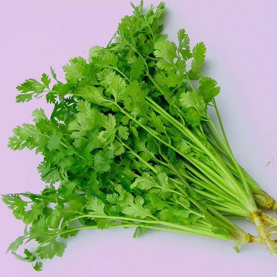 20g HẠT GIỐNG RAU MÙI  DỄ TRỒNG, NHANH THU HOẠCH