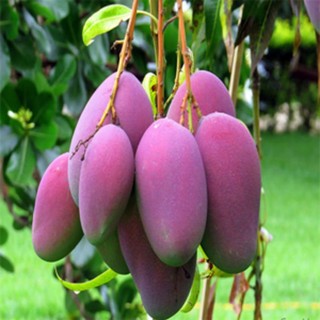 GIỐNG CÂY XOÀI TÍM GHÉP CỰC SAI QUẢ CÓ QUẢ SAU 1 NĂM - BẠN CỦA NHÀ NÔNG