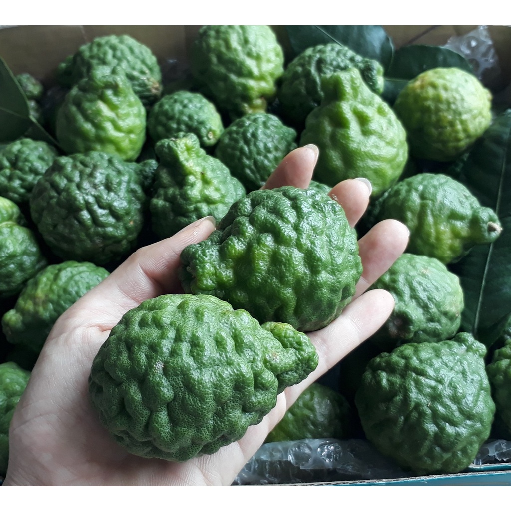 CÂY CHÚC GIỐNG BẦU LỚN, CAO KHOẢNG 50CM, DÁNG CHUẨN - CÂY TRÚC GIỐNG + Tặng 2 cây chanh leo[Chuẩn gi