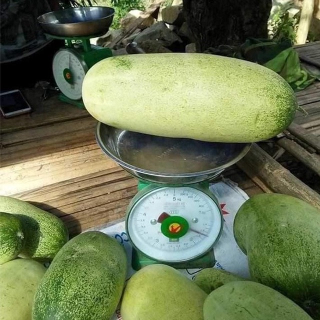 Hạt giống dưa chuột mèo gói 200 hạt