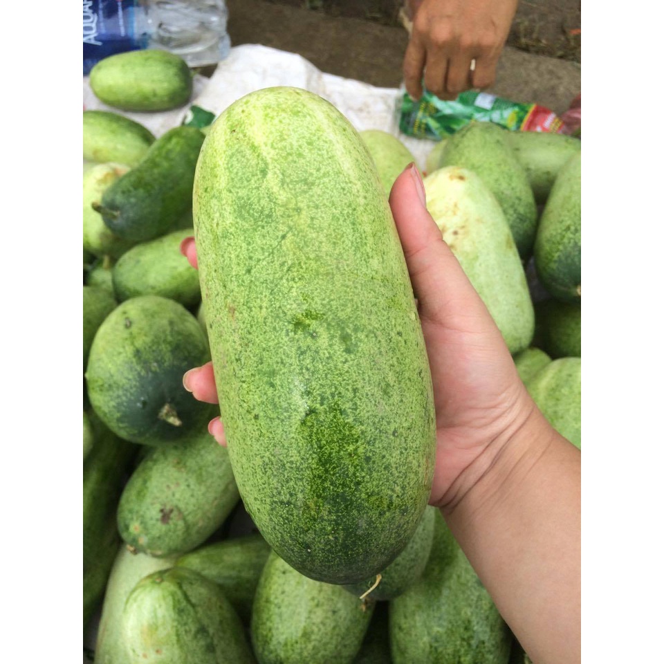 Hạt giống dưa chuột mèo gói 200 hạt