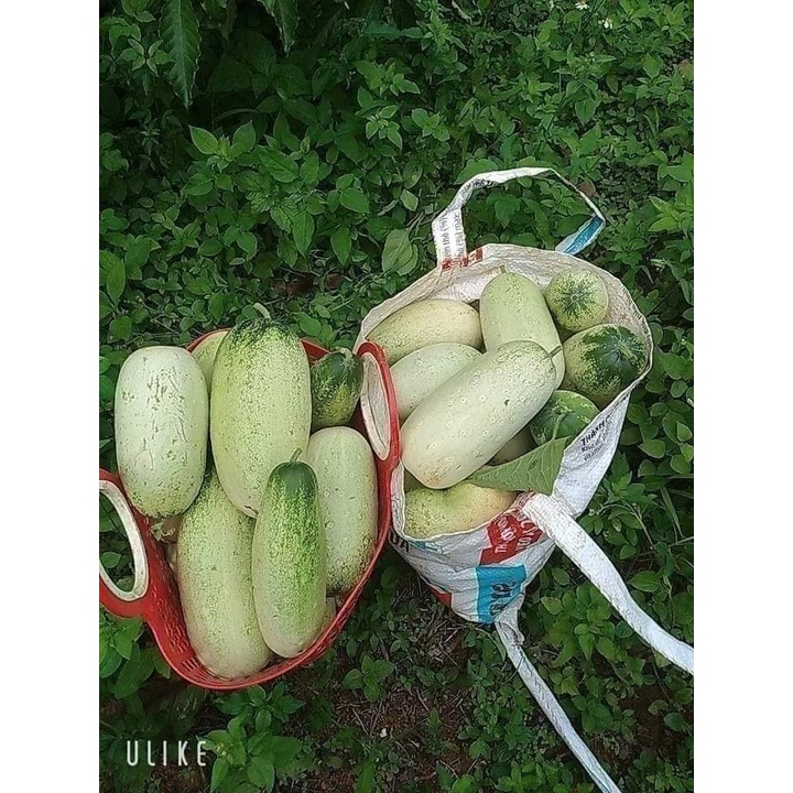 Hạt giống dưa chuột mèo gói 200 hạt