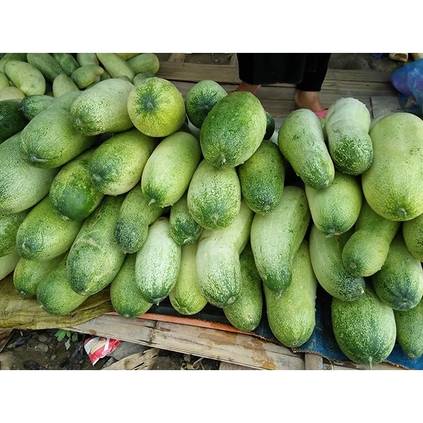 Hạt giống dưa chuột mèo gói 200 hạt