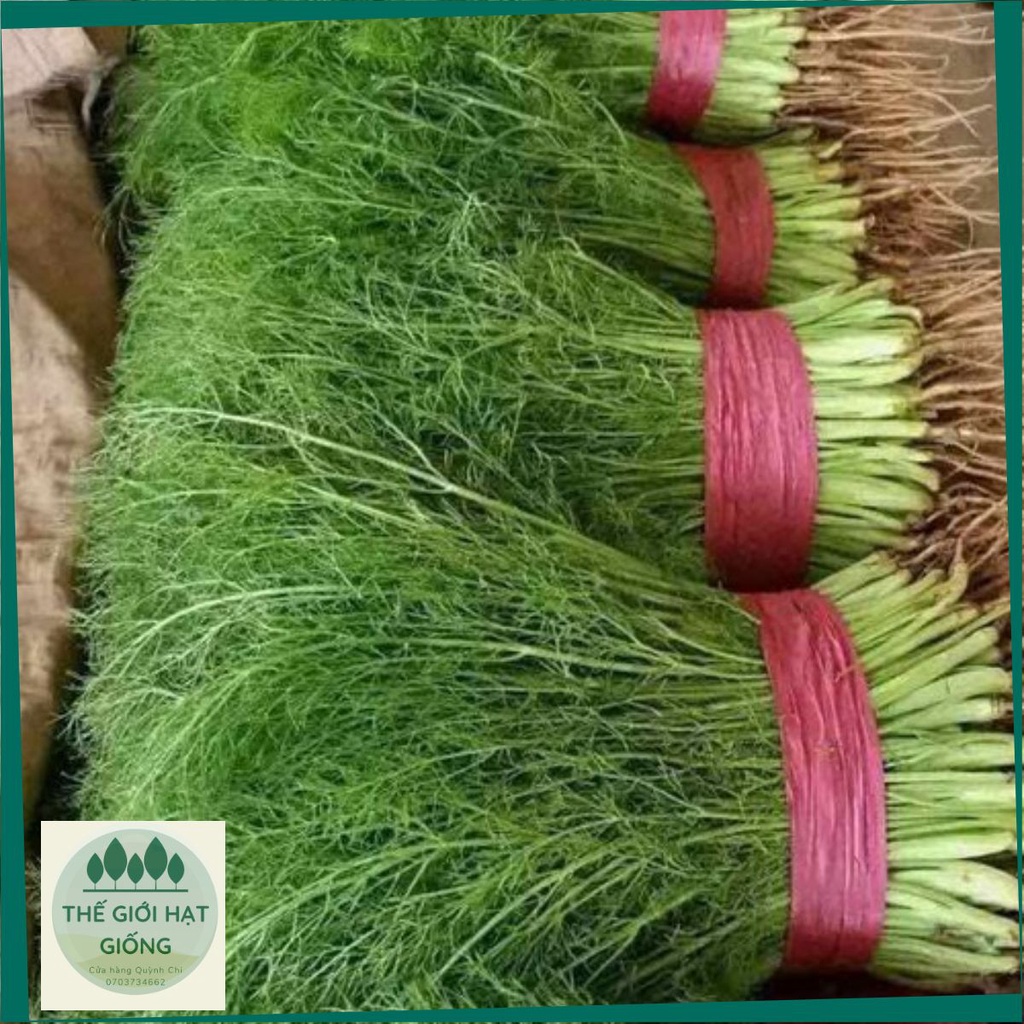 Hạt giống rau thì là bốn mùa