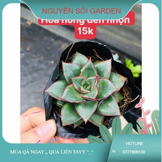 Sen đá hoa hồng đen nhọn