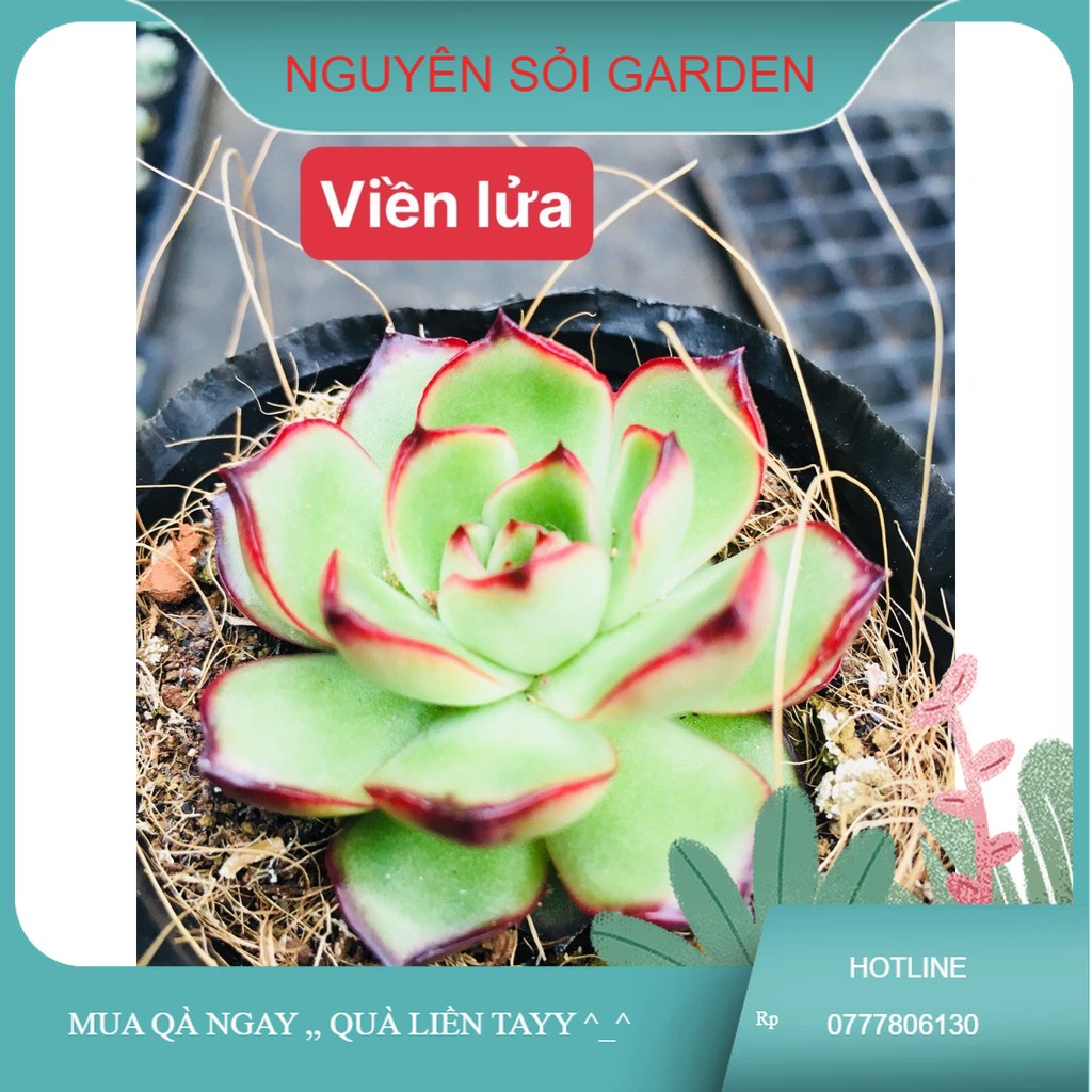 sen đá viền lửa