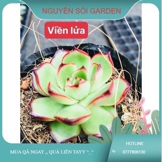 sen đá viền lửa