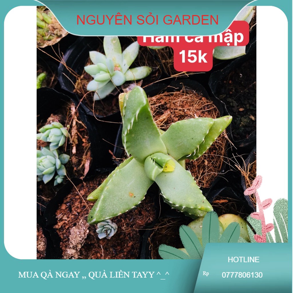 sen đá hàm cá mập