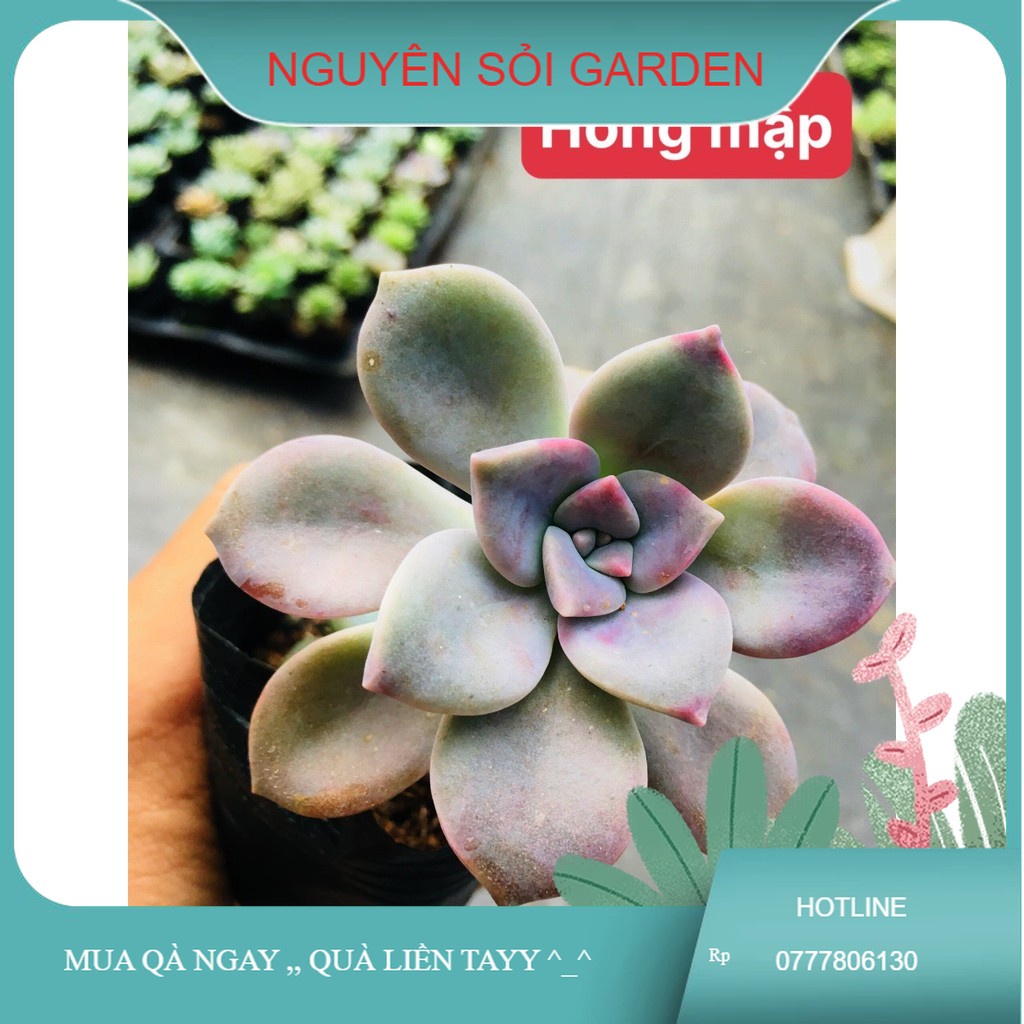 sen đá Hồng mập