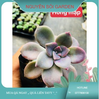 sen đá Hồng mập